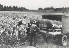 A gladiola field in Troutdale on September 11, 1937. Photo courtesy of the Troutdale Historical Society.